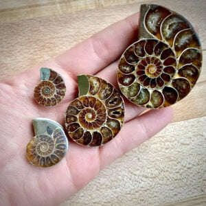piedra amonites, cristal amonites, mineral amonites
